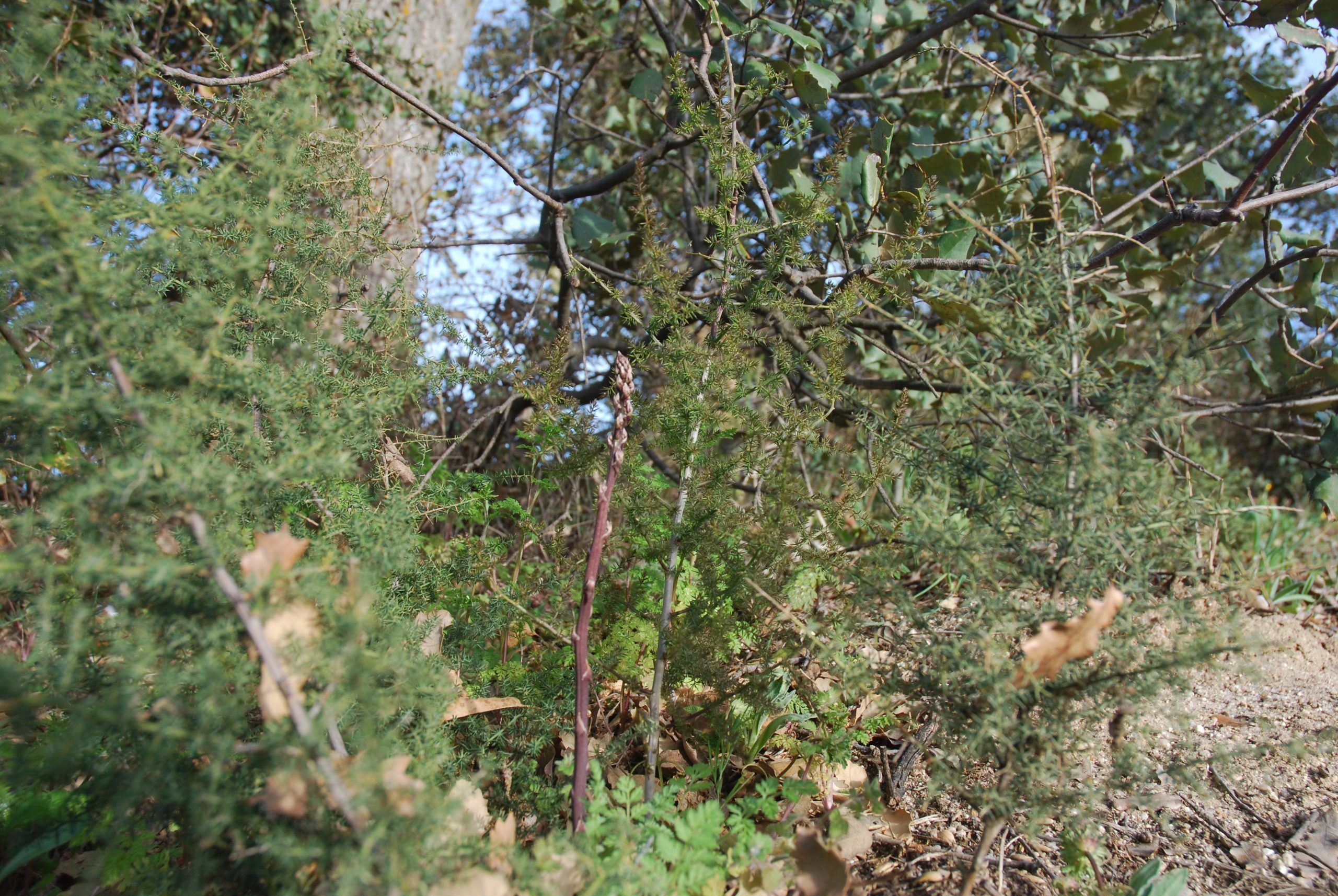Aprende a reconocer las esparragueras y aprovéchate de los regalos de la naturaleza.