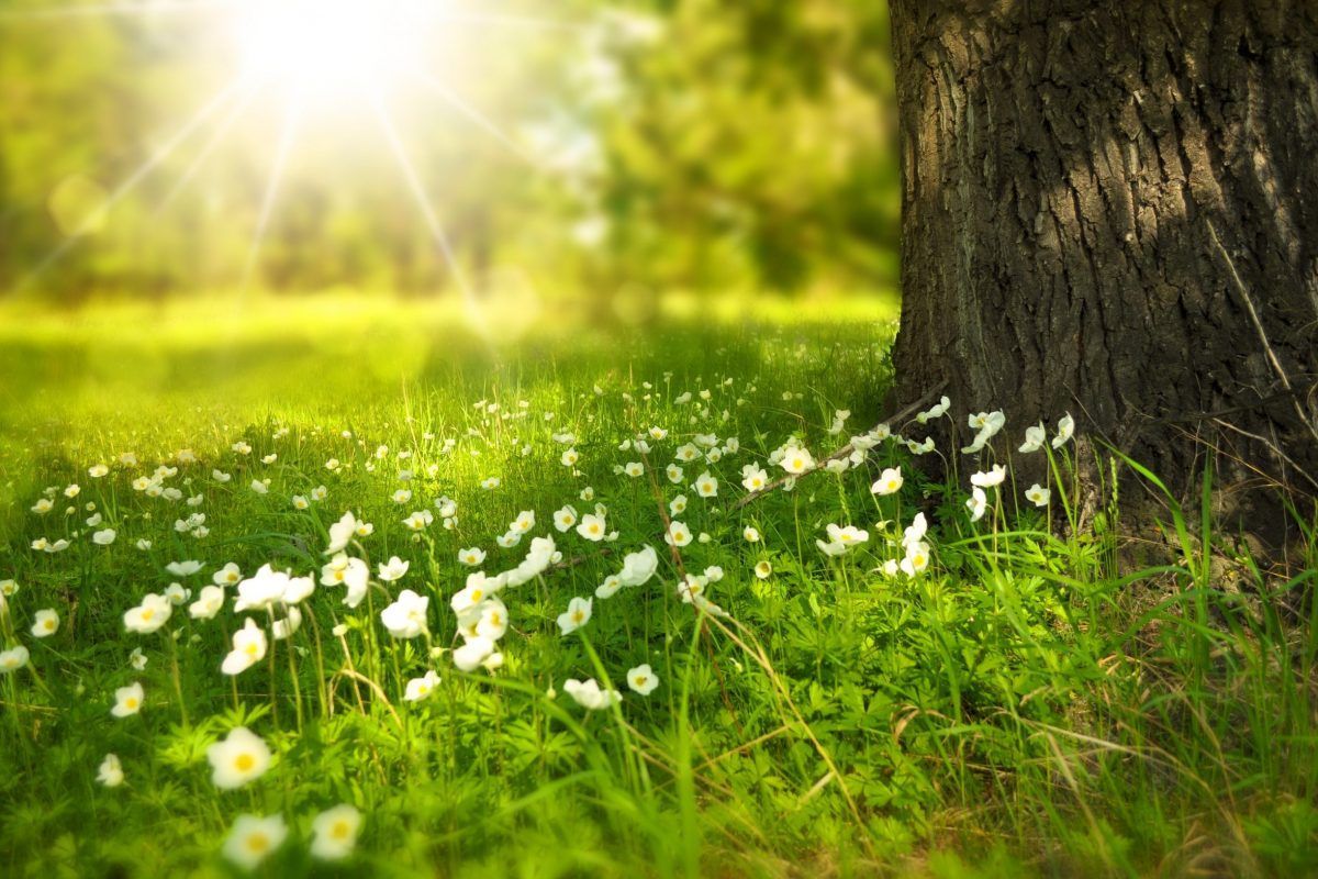 Ostara… Llega la primavera.