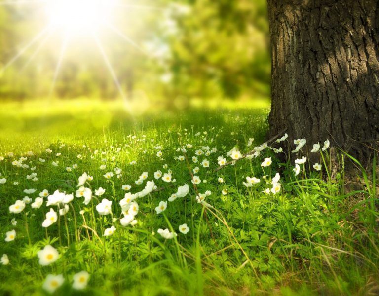 Ostara… Llega la primavera.