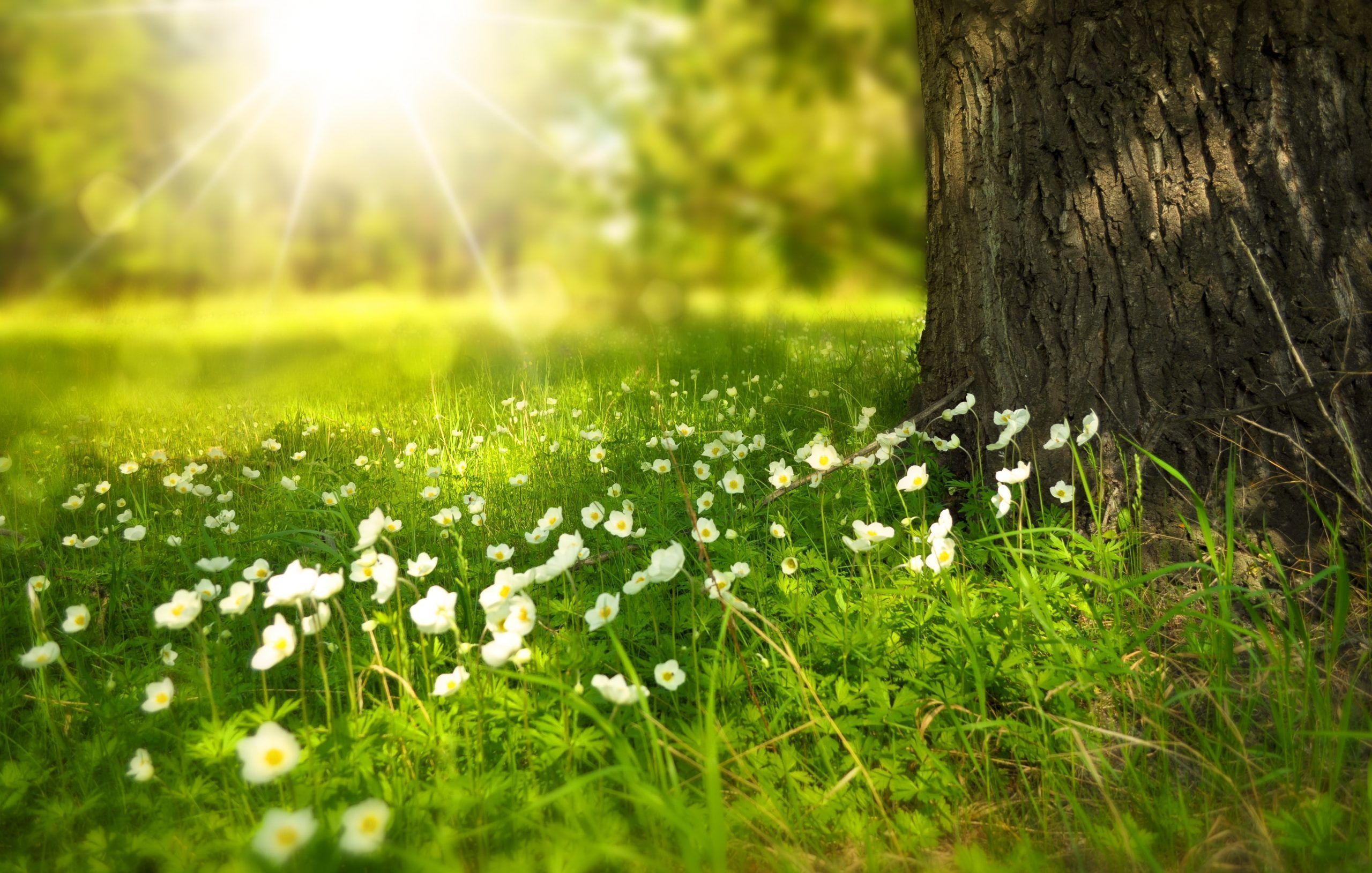 Ostara... Llega la primavera.
