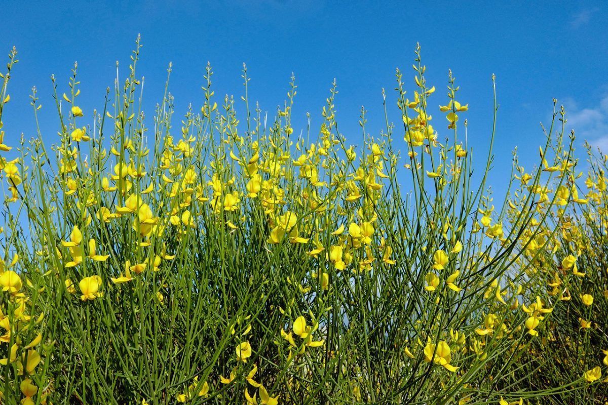La Retama una planta mágica
