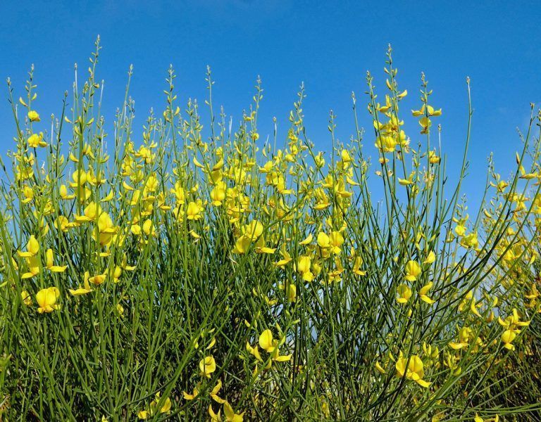La Retama una planta mágica