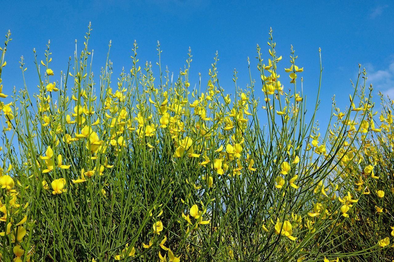 La retama una planta mágica